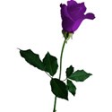 rose 2 deep purple