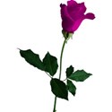 rose 2 pink