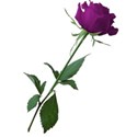 rose 3 purple