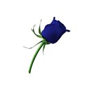 rose 4 blue