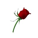 Rose 4 red