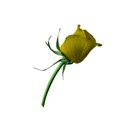 rose 4 yellow