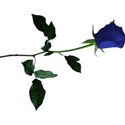 rose 5 blue