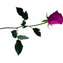 rose 5 pink