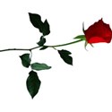 rose 5 red