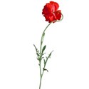 poppy red 02
