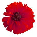 poppy red 03