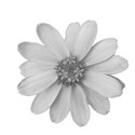 daisylike