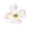 dogwood transparent full