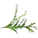 greenery 02