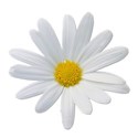 daisywhite