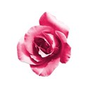 mtd_valentines_rose_01