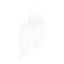 feather white