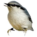 nuthatch