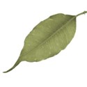 leaf 3 DS