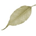 leaf 1 DS