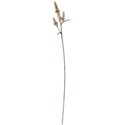 floral stem 02