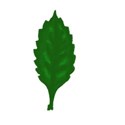 green leaf