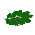 large bunch of leaves