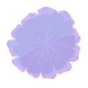 lilac and blue double petal flower