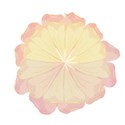 larger pale pink yellow flower