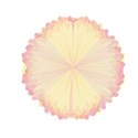 yellow orange flower