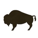 bison