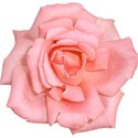 Rose 10