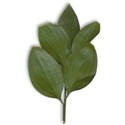 leaf1-traditions_mikki