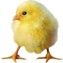 chicken 1
