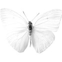 butterfly 05
