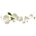 floating roses white vine