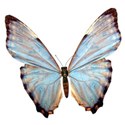 butterfly_aiscu