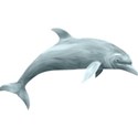 dolphin_annacu