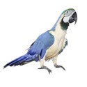 tir43parrot
