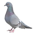 Pidgeon