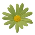 daisygreen