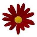 daisyred