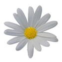 daisywhite