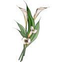 Lilies