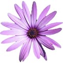 flower-purple