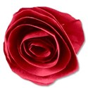 paperflowerred