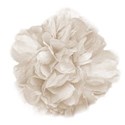 cabbage rose 02