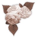 cabbage rose cluster 02