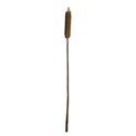 Cucattail86_5