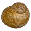 cuseashell4_9