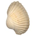 cuseashell4_15