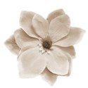 cusilkflower0237_2