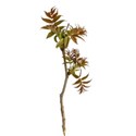 cusumacbranch15_1