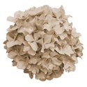 hydrangea old